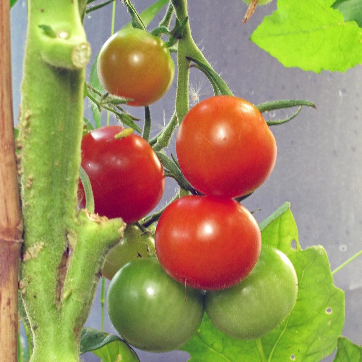 Cocktailtomate Zuckertraube Solanum Lycopersicum Bio Saatgut