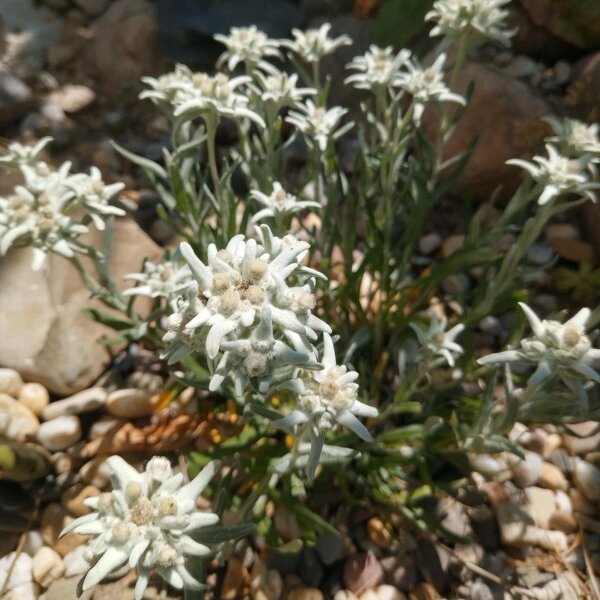 Alpen Edelweiss Leontopodium Alpinum Samen