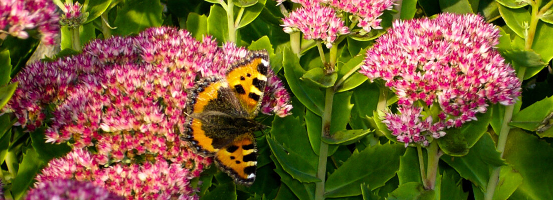 Wie holst Du Dir Schmetterlinge in Deinen Garten? - Wie holst Du Dir Schmetterlinge in Deinen Garten? Einige hilfreiche Tipps