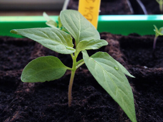 Tipps für die Aussaat von Paprikas und Chilis - 