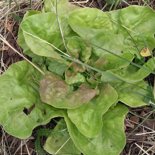 kopfsalat maikoenig