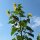 Hochwachsende Sonnenblume Peredovick (Helianthus annuus) Bio Saatgut