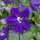 Pazifischer Hoher Rittersporn Magic Fountains-Dark Blue (Delphinium cultorum) Samen