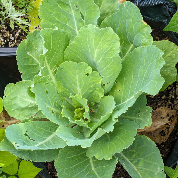 Wirsing/ Butterkohl Bloemendaalse Gele (Brassica oleracea convar. capitata var. sabauda L.) Bio Saatgut