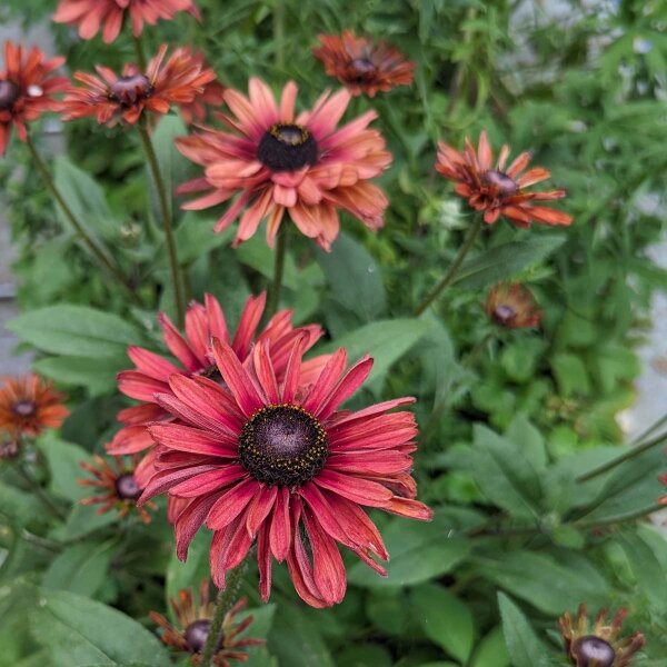 Rauer Garten-Sonnenhut Sahara (Rudbeckia hirta)