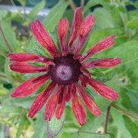 Rauer Garten-Sonnenhut Sahara (Rudbeckia hirta)