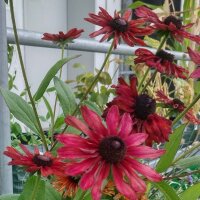 Rauer Garten-Sonnenhut Sahara (Rudbeckia hirta)