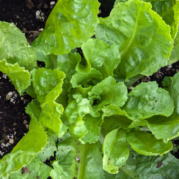 Endivien Salat Grüner Escariol (Cichorium endivia) Samen