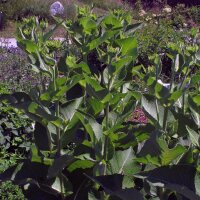 Echter Alant (Inula helenium) Samen