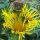 Echter Alant (Inula helenium) Samen