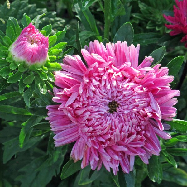 Krallenaster (Callistephus chinensis) Samen