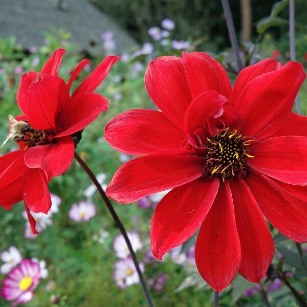 Dahlie (Dahlia variabilis)  Samen