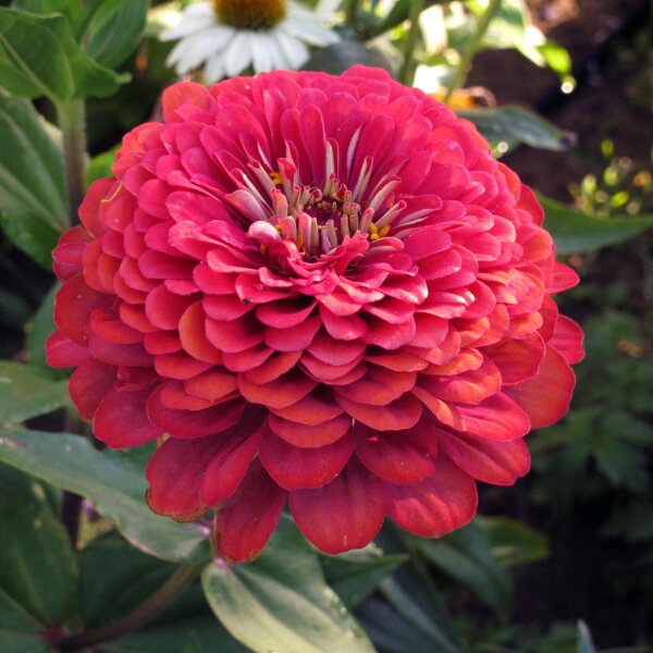 Zinnie Lilliput Mix (Zinnia elegans) Samen