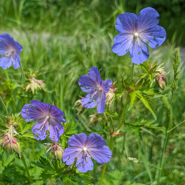 Wiesen-Storchschnabel (Geranium pratense) Samen