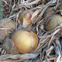 Gemüsezwiebel Globo (Allium cepa) Samen