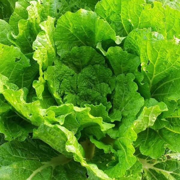 Chinakohl Wong Bok (Brassica rapa subsp. pekinensis) Samen