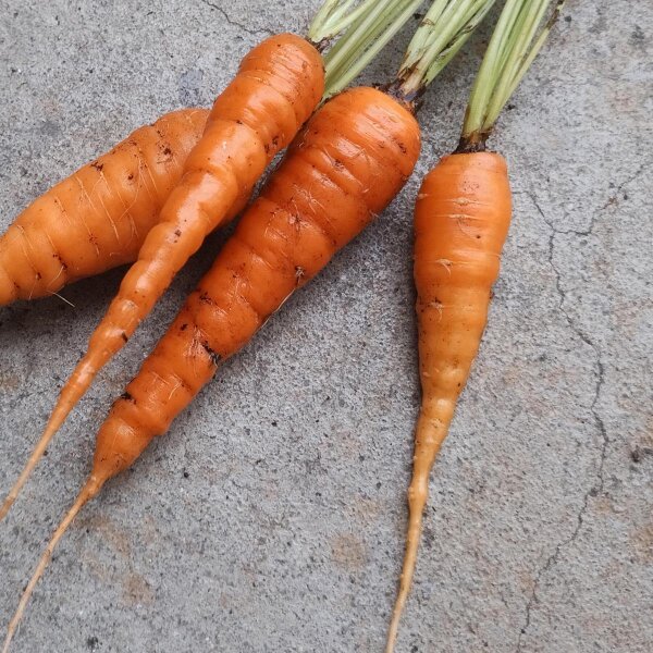 Karotte Nantes (Daucus carota) Samen