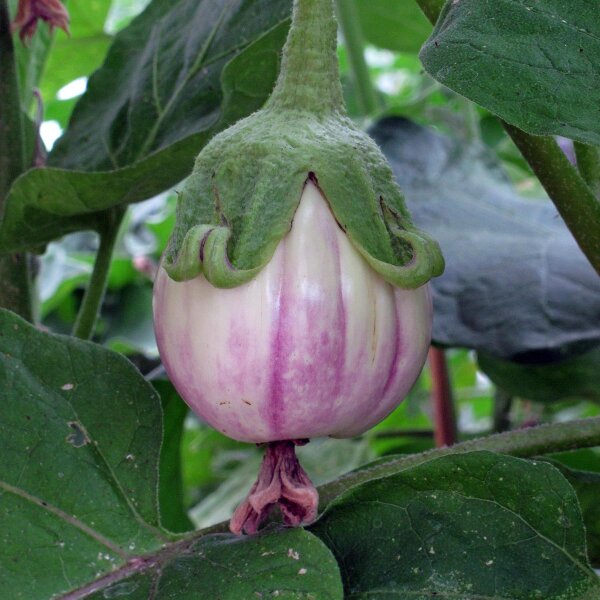 Gestreifte Aubergine Rotonda bianca sfumata di rosa (Solanum melongena) Samen