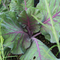 Roter Spitzkohl Kalibos (Brassica oleracea) Samen