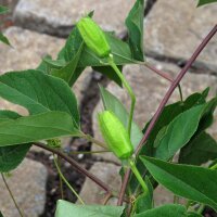 Maracuja / Passionsfrucht (Passiflora edulis) Samen