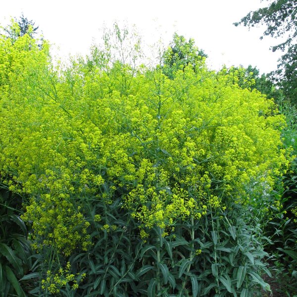 Färberwaid (Isatis tinctoria) Samen