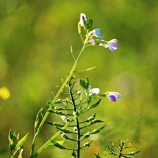 Ölrettich (Raphanus sativus var. oleifera) Samen