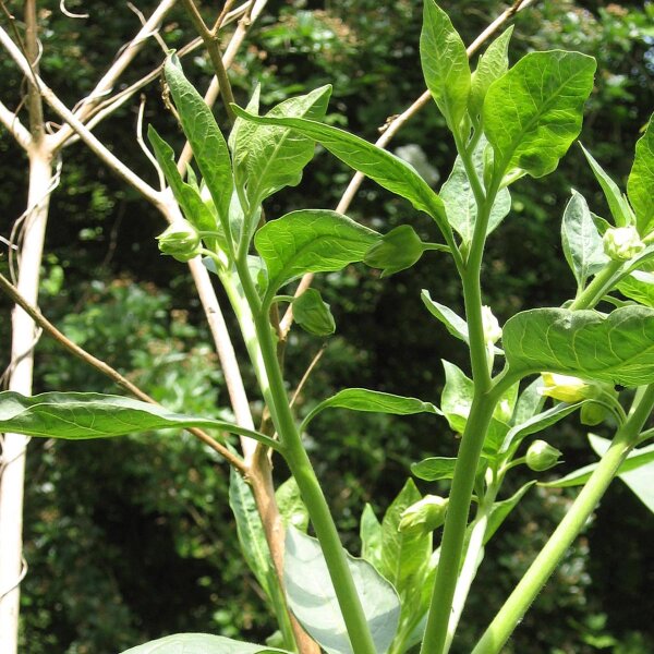 Indische Tollkirsche (Atropa acuminata) Samen