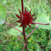 Roselle / Afrikanische Malve (Hibiscus sabdariffa) Samen