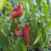 Gemüsechili Sweet Banana (Capsicum annuum) Samen