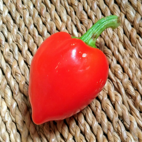 Chili Inca Red Drop (Capsicum baccatum) Samen