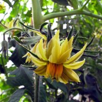 Fleischtomate Persimmon (Solanum lycopersicum) Samen