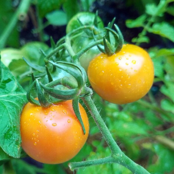 Gelbe Cocktailtomate Mirabelle (Solanum lycopersicum) Samen