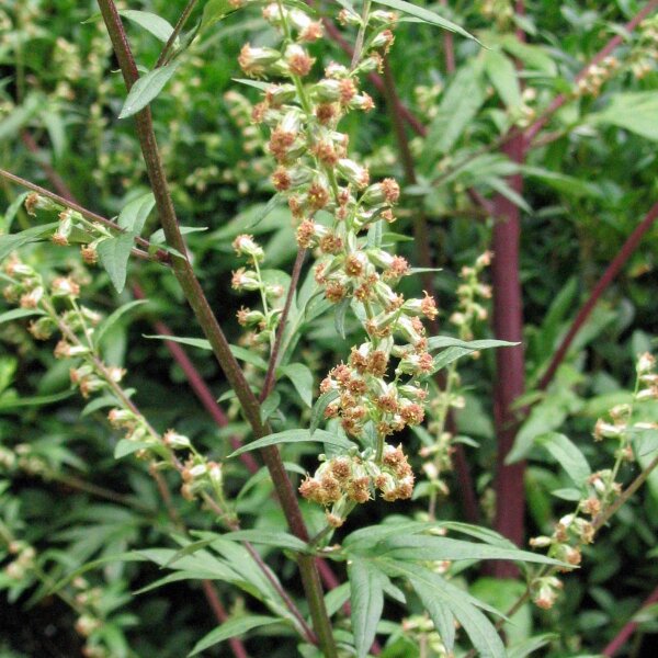 Gewöhnlicher Beifuß (Artemisia vulgaris) Samen