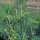 Dill (Anethum graveolens) Bio Saatgut