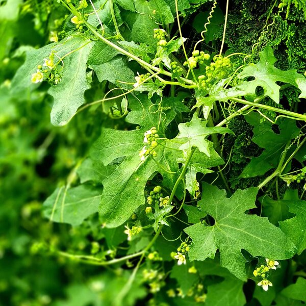 Zaunrübe (Bryonia dioica) Samen