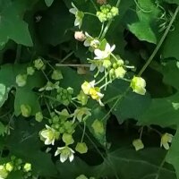 Zaunrübe (Bryonia dioica) Samen