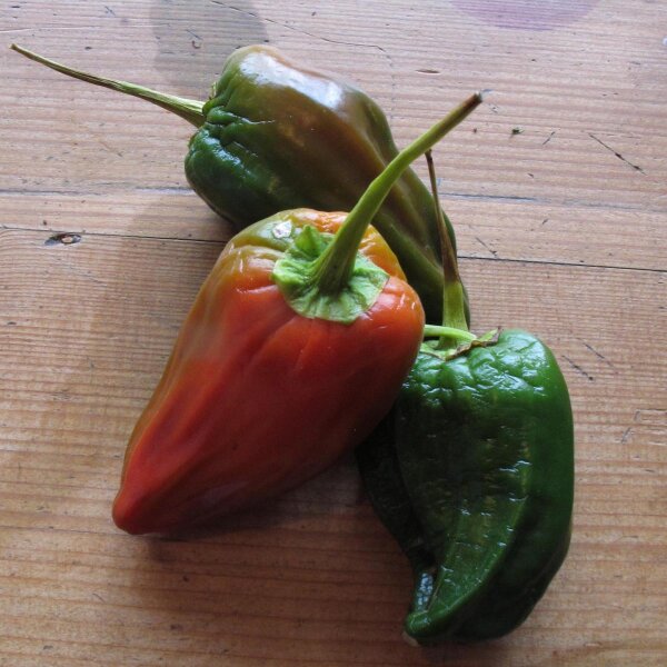 Poblano Chili Ancho San Luis (Capsicum annuum) Samen