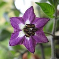 Baumchili Rocoto (Capsicum pubescens) Samen