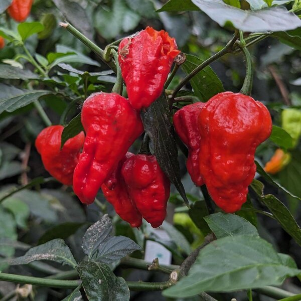 Bhut Jolokia Chili (Capsicum chinense) Samen