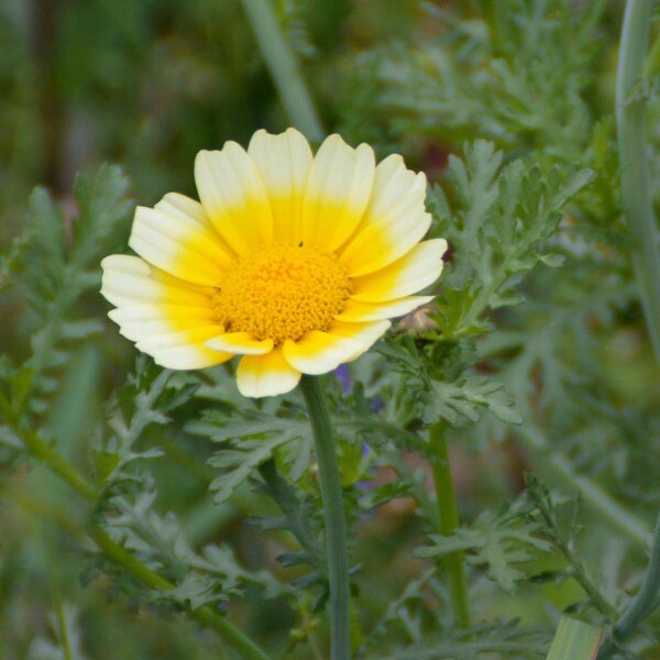 Speisechrysantheme (Chrysanthemum coronarium) Samen