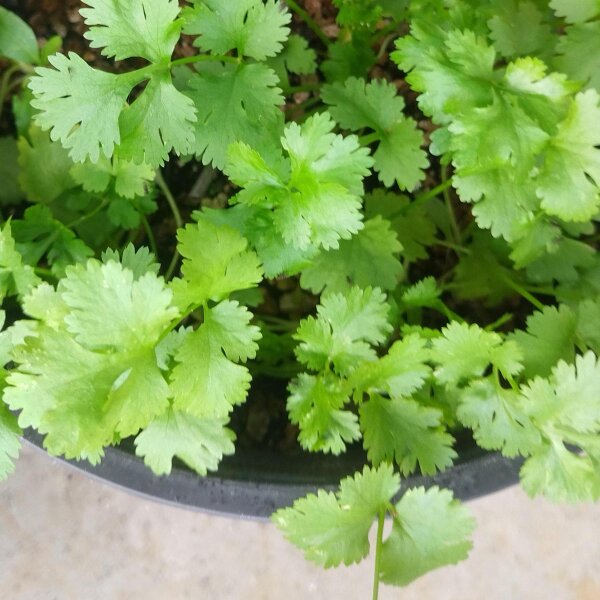 Cilantro / Blatt-Koriander (Coriandrum sativum) Samen