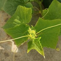 Weisse Gurke White Wonder (Cucumis sativus) Samen