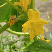 Weisse Gurke White Wonder (Cucumis sativus) Samen