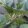 Toloache (Datura inoxia) Samen