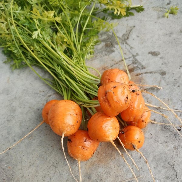 Frühe Karotte Pariser Markt (Daucus carota) Samen