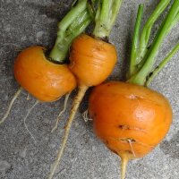 Frühe Karotte Pariser Markt (Daucus carota) Samen