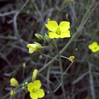 Wilde Rauke / Rucola selvatica (Diplotaxis muralis) Samen