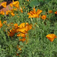 Kalifornischer Goldmohn (Eschscholzia californica) Samen