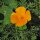 Kalifornischer Goldmohn (Eschscholzia californica) Samen