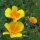 Kalifornischer Goldmohn (Eschscholzia californica) Samen